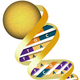 Illustration for article titled Sequencing the human genome for just thirty dollars